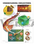 Understanding Cholesterol Anatomical Chart